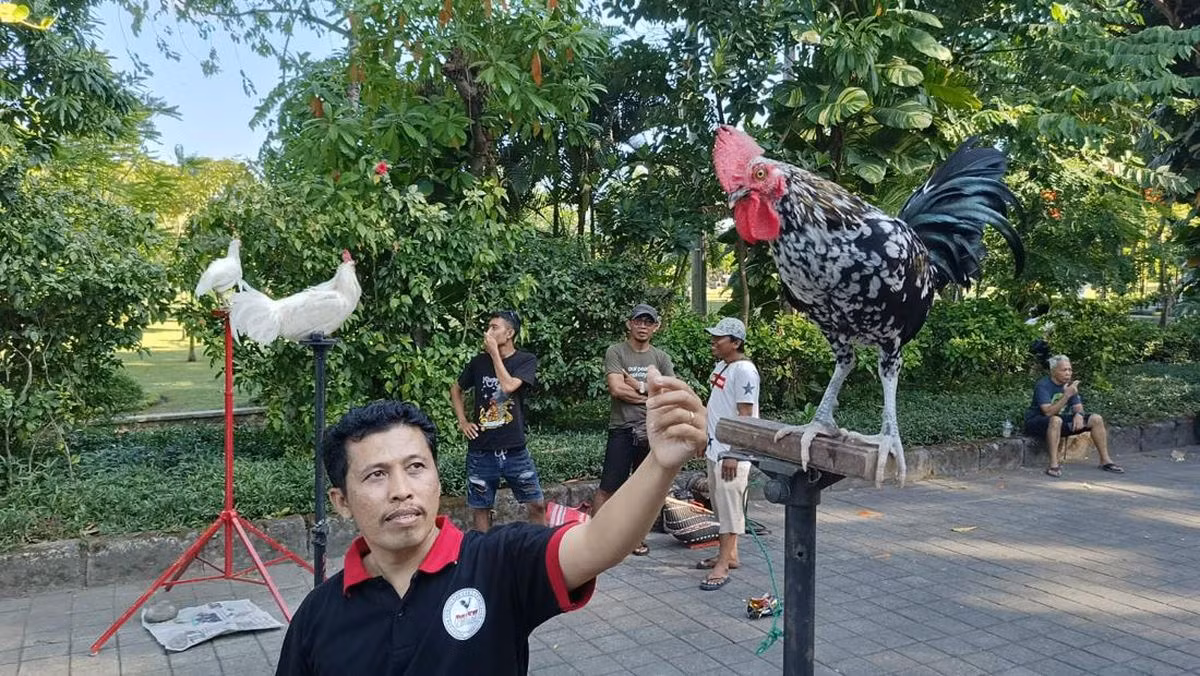 Tiếng "cười" của gà không phải bẩm sinh mà phải qua quá trình huấn luyện đặc biệt, tạo nên sự khác biệt cho từng con gà.