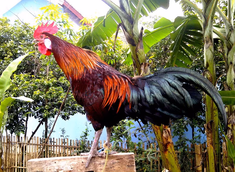 Được nuôi chủ yếu ở vùng Sidrap, đảo Sulawesi, Indonesia, giống gà này từng là biểu tượng quyền lực của các vị vua Bugis.