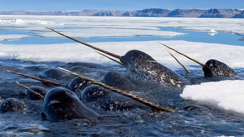 Nghiên cứu tại quần thể kỳ lân biển ở Đông Greenland cho thấy chúng có thói quen "nghỉ trưa" gần mặt nước và lặn sâu vào buổi tối để săn mực, thức ăn ưa thích.
