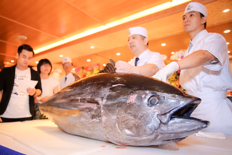Giá cá ngừ vây xanh có thể lên tới 100 triệu đồng/kg. Đây là mức giá mà những người có mức thu nhập bình thường khó lòng mua nổi.