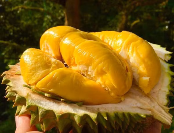 Sầu riêng. Sầu riêng được mệnh danh là “vua các loại quả” bởi hương vị thơm ngon, giàu dinh dưỡng. Vậy nhưng, nhiều nơi tránh ăn sầu riêng dịp đầu năm, đầu tháng bởi lo gặp vận xui, u sầu đau khổ cả năm.