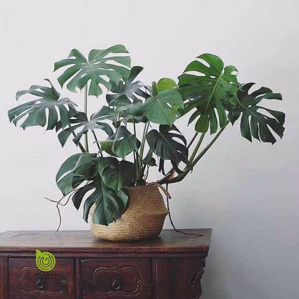 Loại cây này còn giúp thanh lọc không khí ô nhiễm và khí độc rất tốt. Trầu bà từng được các nhà khoa học NASA chọn là loại cây trồng để loại bỏ độc hại trong không khí.
