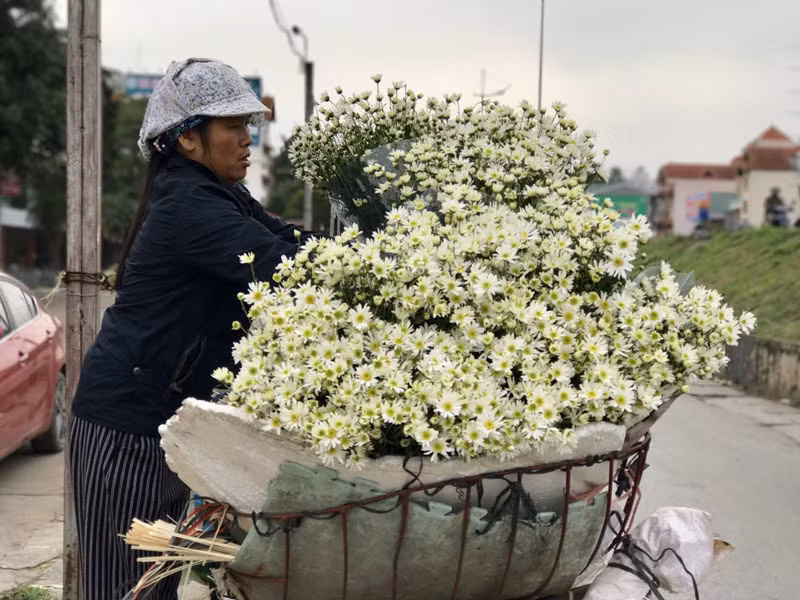 Từ ruộng hoa, cúc họa mi được chất đầy trên xe để chở bán khắp phố phường Hà Nội