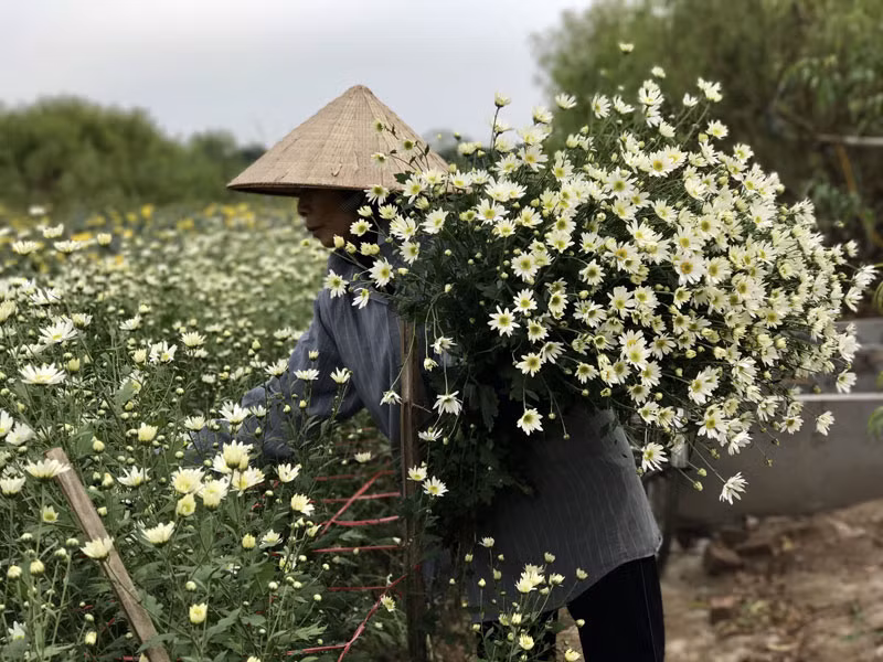 Năm nay, gia đình bà Lan trồng được 4 sào cúc họa mi. Bà dự tính, sau khi trừ đi hết chi phí cho thu lãi khoảng 250 triệu đồng (ảnh: Đoàn Bổng)