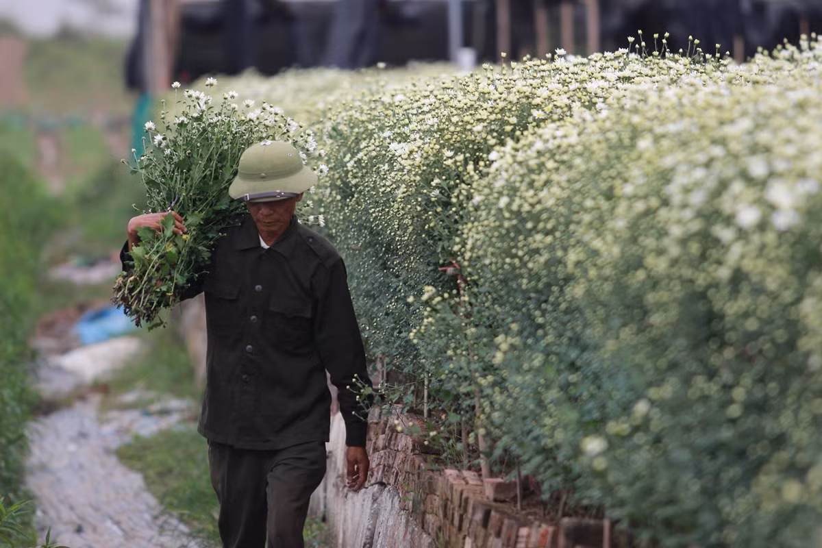Bà Lan tính toán, một sào ruộng trồng cúc họa mi cho thu nhập khoảng 70-80 triệu đồng, trong đó, chi phí gồm công chăm bón, phân thuốc, giống má hết khoảng 10 triệu đồng, còn lại là tiền lãi mình thu được.