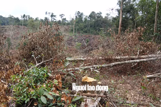 Lam Dong: Rung bi triet ha khong thuong tiec-Hinh-2