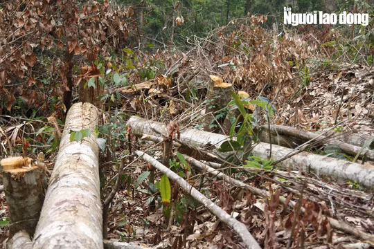 Hàng ngàn cây gỗ lớn nhỏ nằm ngổn ngang.