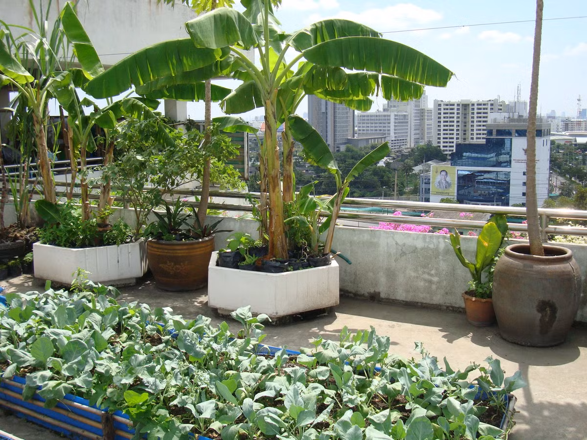 3. Bạn có thể xây nhưng bồn, chậu cây nhỏ trên sân thượng để trồng các loại cây, rau phù hợp hoặc sử dụng những chậu, bồn.