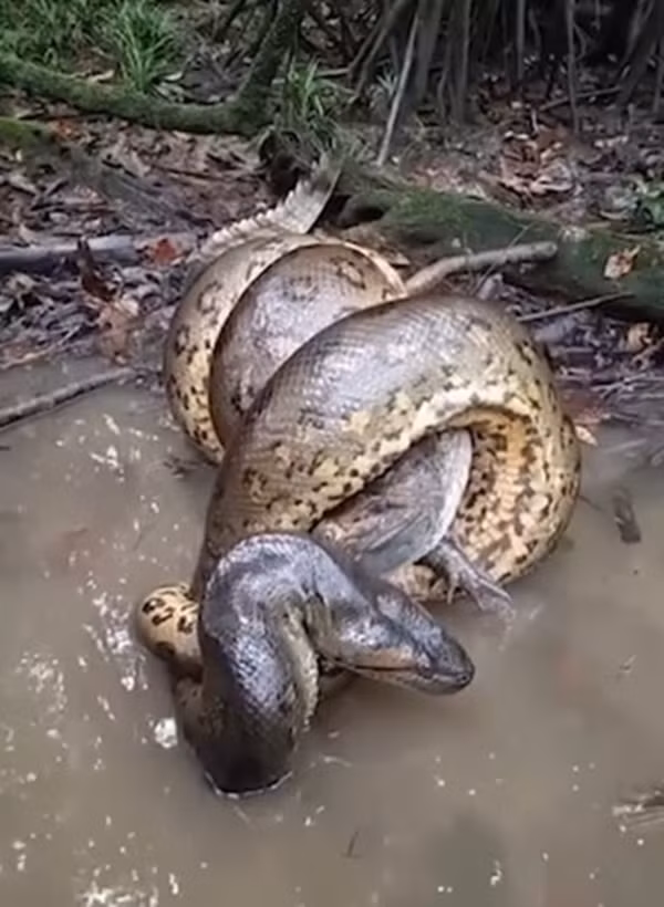 Khoảnh khắc trăn Anaconda siết chặt cá sấu caiman Khoanh khac tran Anaconda siet chat ca sau caiman