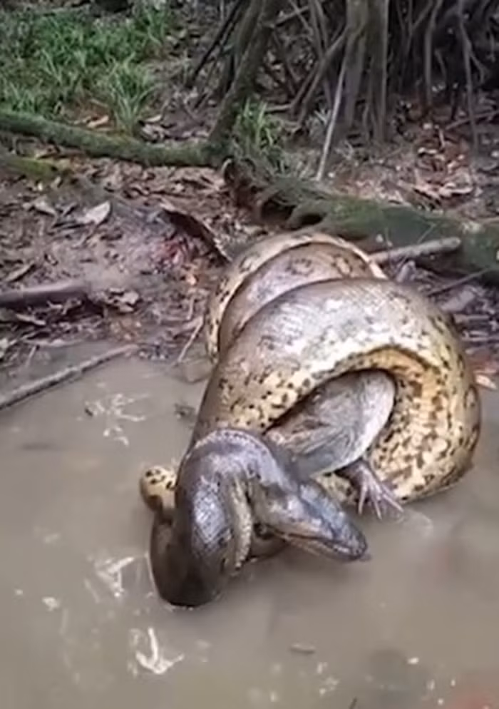 Khoảnh khắc trăn Anaconda siết chặt cá sấu caiman - Hình 3 Khoanh khac tran Anaconda siet chat ca sau caiman-Hinh-3