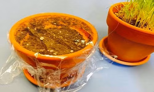 Để giúp các loại hạt nhanh nảy mầm, bạn chỉ cần bọc miệng chậu cây bằng màng bọc thực phẩm sau khi tưới nước.