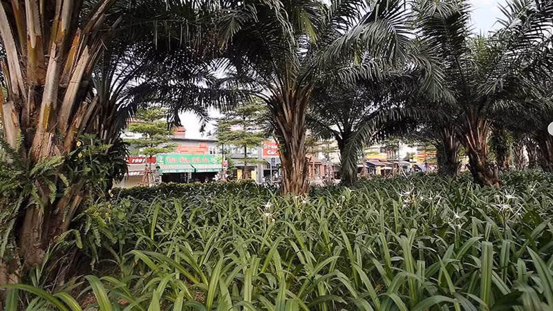 Nhiều tuyến đường có phân cách rộng được qui hoạch trồng như những vườn hoa.