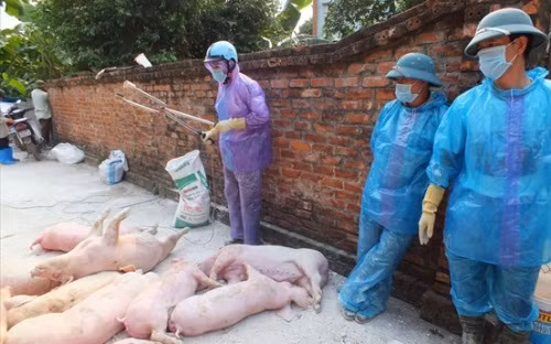 Trước tình hình dịch tả lợn châu Phi đang diễn ra Tổ chức Lương thực và Nông nghiệp Liên Hợp Quốc cảnh báo dịch có thể kéo dài. FAO cũng cho biết sẽ huy động các nguồn lực để hỗ trợ Việt Nam kiểm soát dịch và bảo vệ sinh kế cho người chăn nuôi.