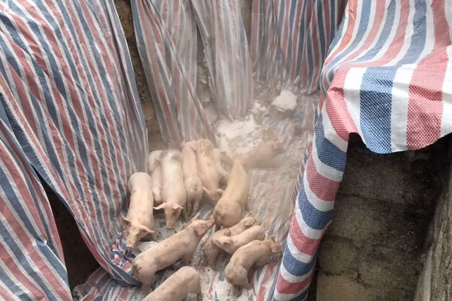 Lợn bị dịch tả châu Phi bị tiêu hủy tại Thanh Hóa.