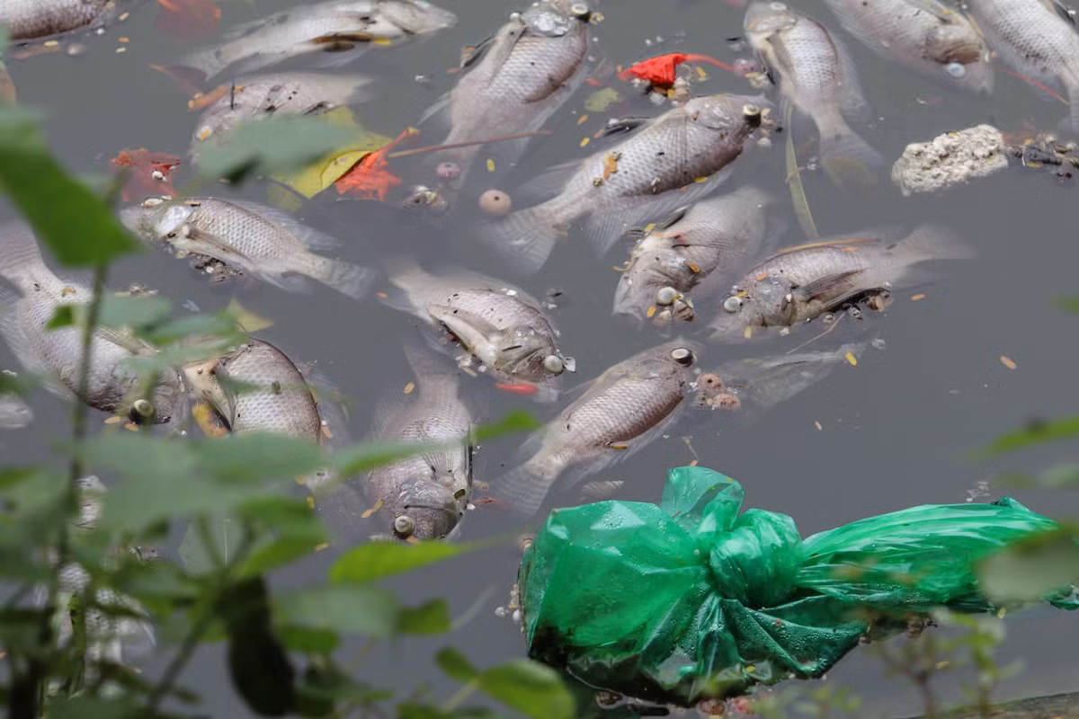 Ha Noi: Ca chet hang loat dat vao bo o ho Tay-Hinh-3