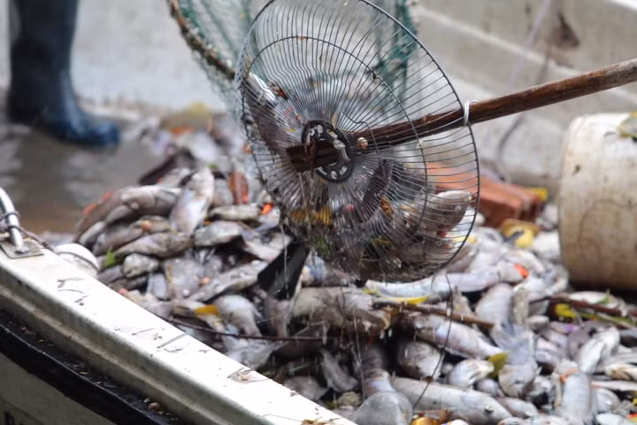 Ha Noi: Ca chet hang loat dat vao bo o ho Tay-Hinh-14