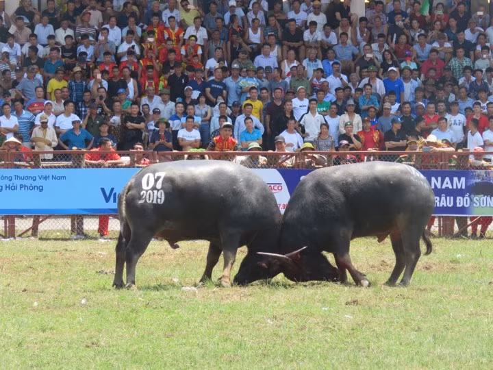 Ảnh: Thót tim những trận đấu kịch tính lễ hội chọi trâu Đồ Sơn 2019 Anh: Thot tim nhung tran dau kich tinh le hoi choi trau Do Son 2019