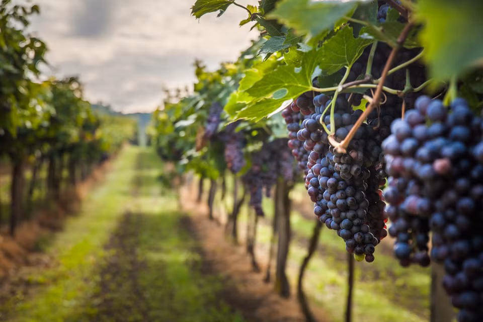 Chuyến đi thử rượu vang: Thung lũng Napa (California, Mỹ) là nơi có cảnh sắc tuyệt đẹp, những cánh đồng nho rộng mênh mông. Du khách có thể chọn chuyến đi đến địa điểm này để ngắm cảnh và thử rượu vang. Đây cũng là cách đơn giản giúp bạn và người thân gắn kết với nhau hơn, cũng như có những giây phút trải nghiệm thú vị.