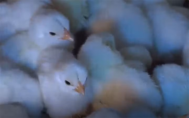 Dịp cuối năm, thương lái khắp nơi về xã Tiên Phong để đặt mua gà Móng. Gà Móng là giống gà cổ thuần chủng, chân to, chất lượng thịt ngon. Gà móng Tiên Phong được đánh giá là có thịt đậm, dai, da giòn và ít mỡ. Ảnh VTV 