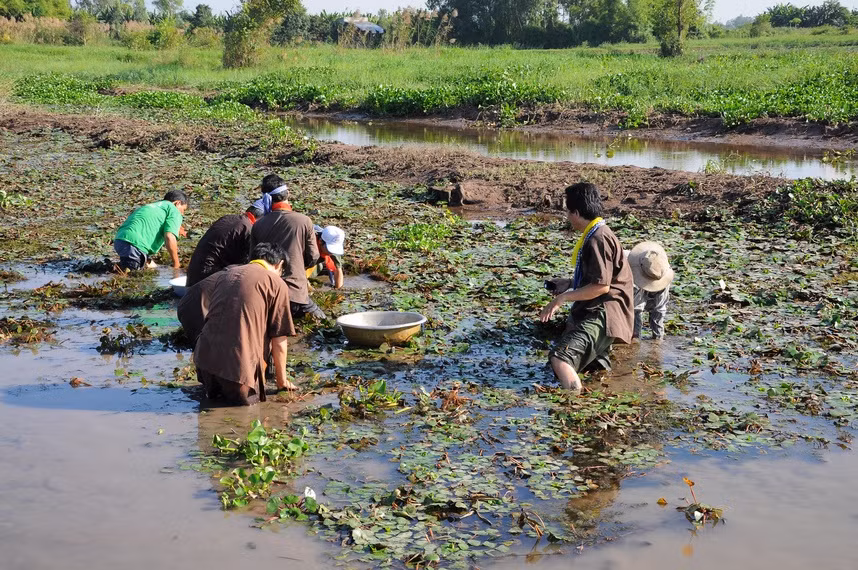 Lội ruộng hái ấu: Vào mùa nước nổi miền Tây, người dân một số nơi thường trồng ấu để tận dụng diện tích ruộng đồng bị ngập nước. Củ ấu thường có vẻ ngoài xấu xí, đen đủi nhưng bên trong lại trắng ngần và ăn rất bùi. Hái ấu, bạn phải lội xuống nước, nhưng bù lại, được tự tay hái rồi nấu nồi canh thơm bùi bù lại thì còn gì bằng.