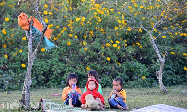 Tháng 11 trên cao nguyên, những khóm hoa dã quỳ vàng nổi bật giữa núi đồi, xóa tan đi không khí ảm đạm nơi đây.