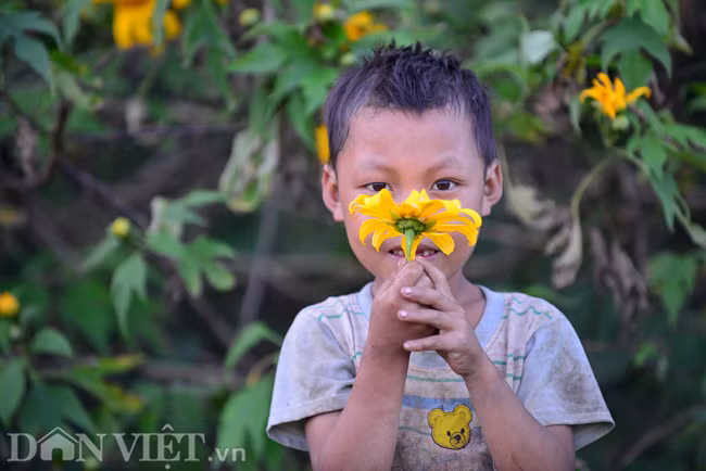 Ở Mộc Châu, dã quỳ mọc hoang khắp núi đồi, người dân mang về trồng làm hàng rào. Dã quỳ cứ thế lẳng lặng sống qua 3 mùa xuân, hạ rồi thu.
