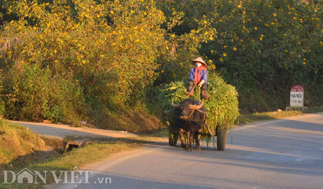 Hình ảnh hoa dã quỳ vàng nở rực rỡ bên đường quốc lộ 6, đi qua đồi chè hay bên những lối mòn vào các bản làng trên cao nguyên Mộc Châu (tỉnh Sơn La) tạo nên khung cảnh hữu tình cho một vùng cao nguyên rộng lớn.