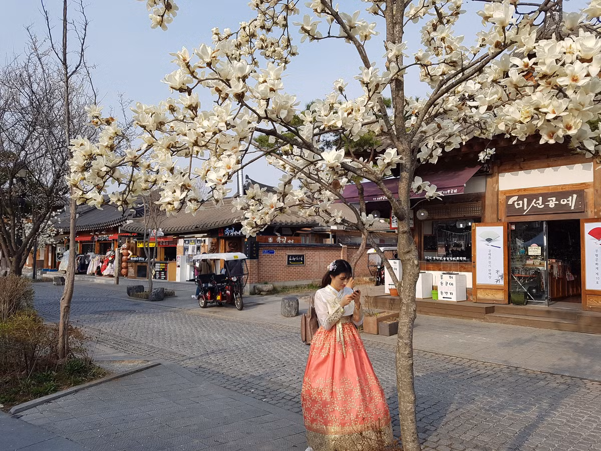 Trang phục truyền thống Hanbok được rất nhiều các cô gái lựa chọn để tạo nên những bức ảnh đẹp với hoa mộc lan. Ảnh: brunch.