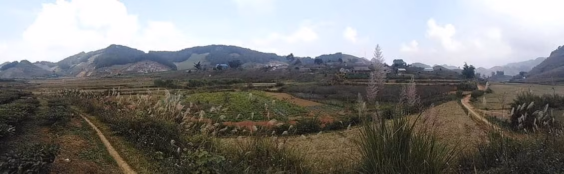 Lac loi trong nhung sac hoa dai tren cao nguyen Moc Chau