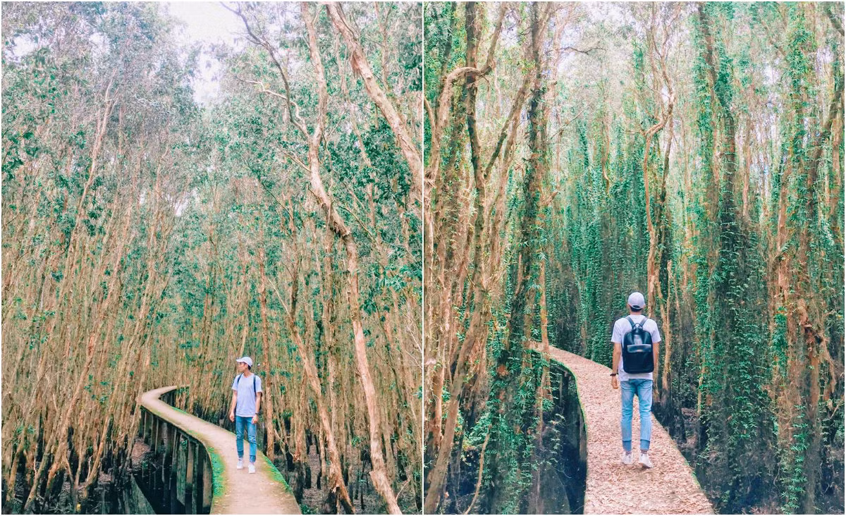Con đường uốn lượn xuyên qua các cây tràm cao vút, rũ lá dẫn lối bạn vào khám phá mê cung đầy kỳ bí như trong các bộ phim thám hiểm.