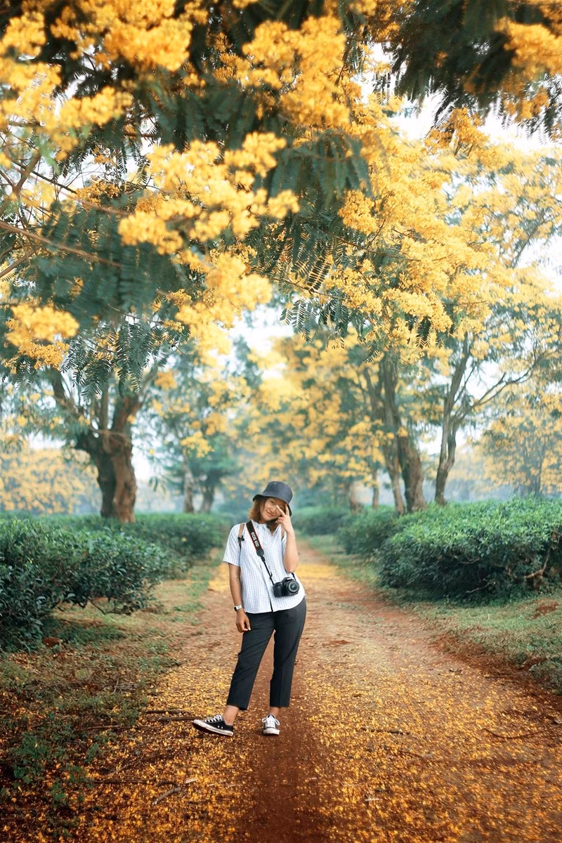 Thời khắc ngắm hoa muồng đẹp nhất là vào buổi sáng tinh mơ, khi những ánh nắng ban mai lấp ló qua những khe lá, soi rọi lên những đóa hoa muồng rực vàng, xua đi lớp sương mờ buổi sớm. Đây chính là thiên đường dành cho những tâm hồn lãng mạn.