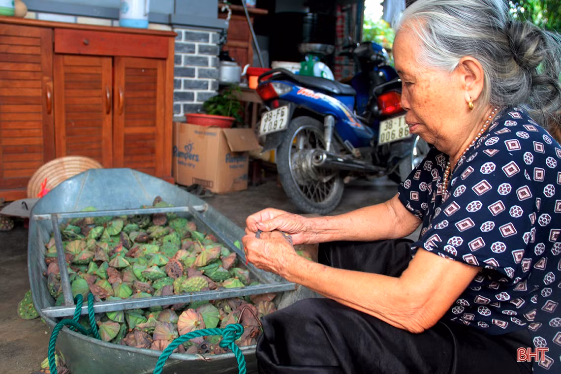 Những đài sen sau khi hái về được đổ vào chiếc thuyền con để tách hạt. Bà Xuân (người trong hình) cho biết mỗi ngày gia đình bà thu hoạch được 3 thuyền đầy đài sen. Sau khi tách vỏ được khoảng 24kg hạt. Mỗi kg hạt sen được bán tại chỗ với giá 30 nghìn đồng hoặc bán ở chợ với giá từ 40-50 nghìn đồng. Bình quân giúp chủ đầm thu về từ 720 -1.200 nghìn đồng/ngày.