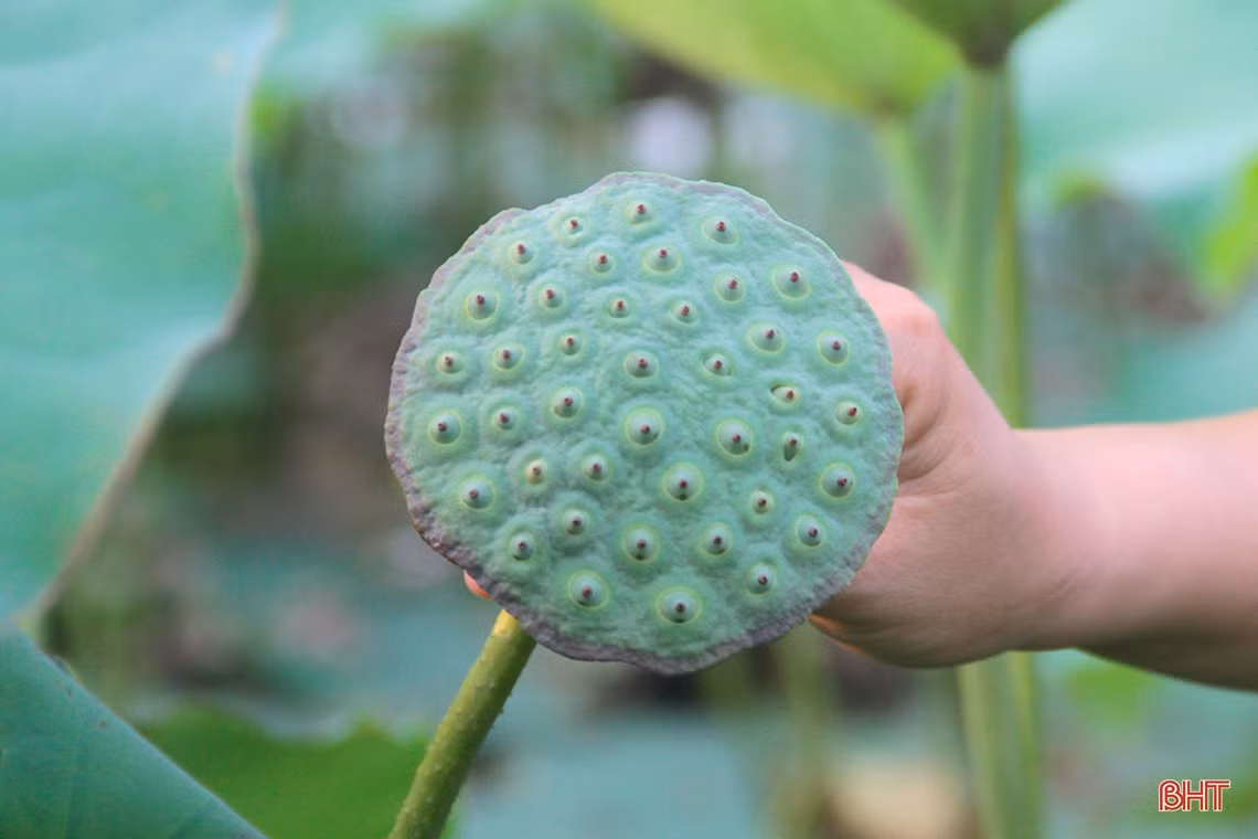 Người hái cho biết, chỉ những đài sen có hạt màu đen mới được thu hoạch. Những đài non quá khi bóc ra hạt rất nhỏ, không được ưa dùng.