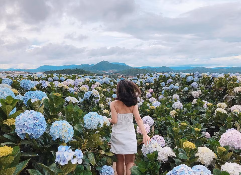 Xã Xuân Thọ, phía đông thành phố Đà Lạt, có một vườn hoa cẩm tú cầu rộng hơn 2 ha, là điểm "sống ảo" nổi tiếng nơi đây. Những bức hình check-in tại vườn hoa này đẹp lung linh như đang vi vu trời Tây.