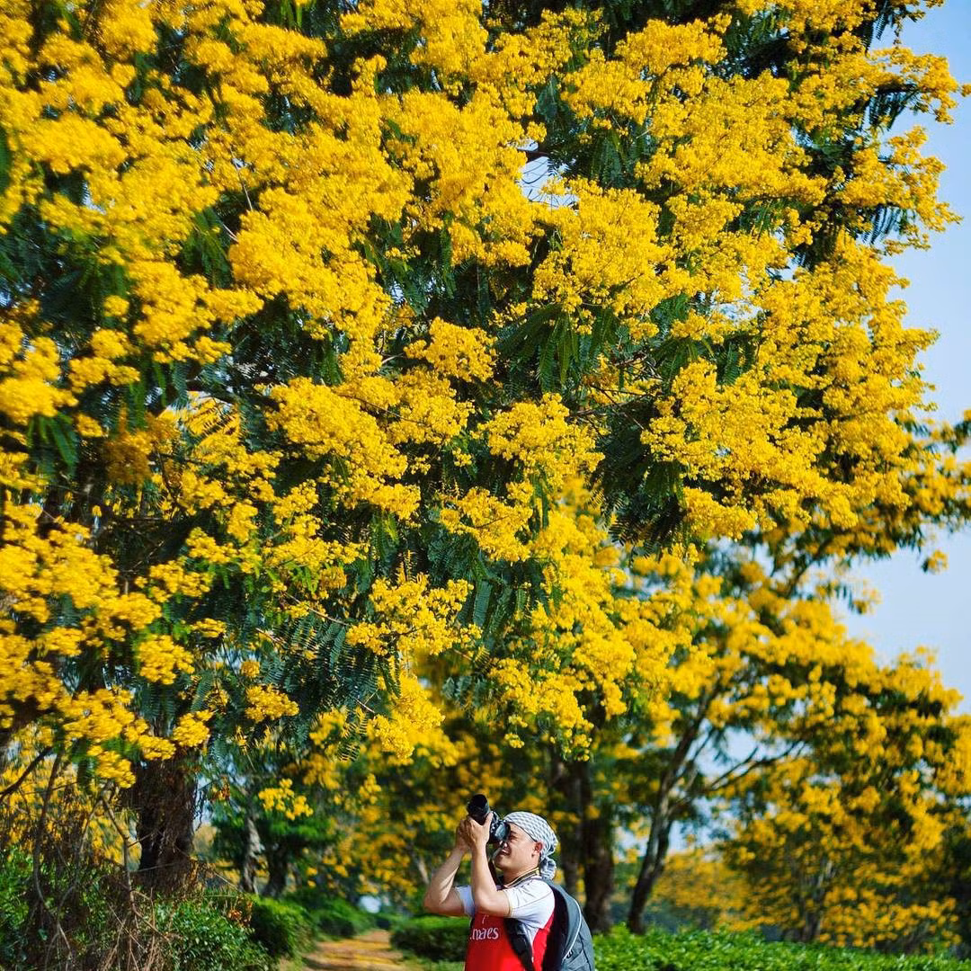 Hoa muồng (Gia Lai, Tây Nguyên): Miền đất đỏ Tây Nguyên bỗng trở nên thơ mộng trong những ngày thu bởi hoa muồng tuyệt đẹp. Hoa muồng nở rộ khắp triền núi vào độ tháng 10, khoe sắc vàng rực, mang vẻ đẹp vừa thơ mộng vừa hùng vỹ giữa Tây Nguyên nắng gió.