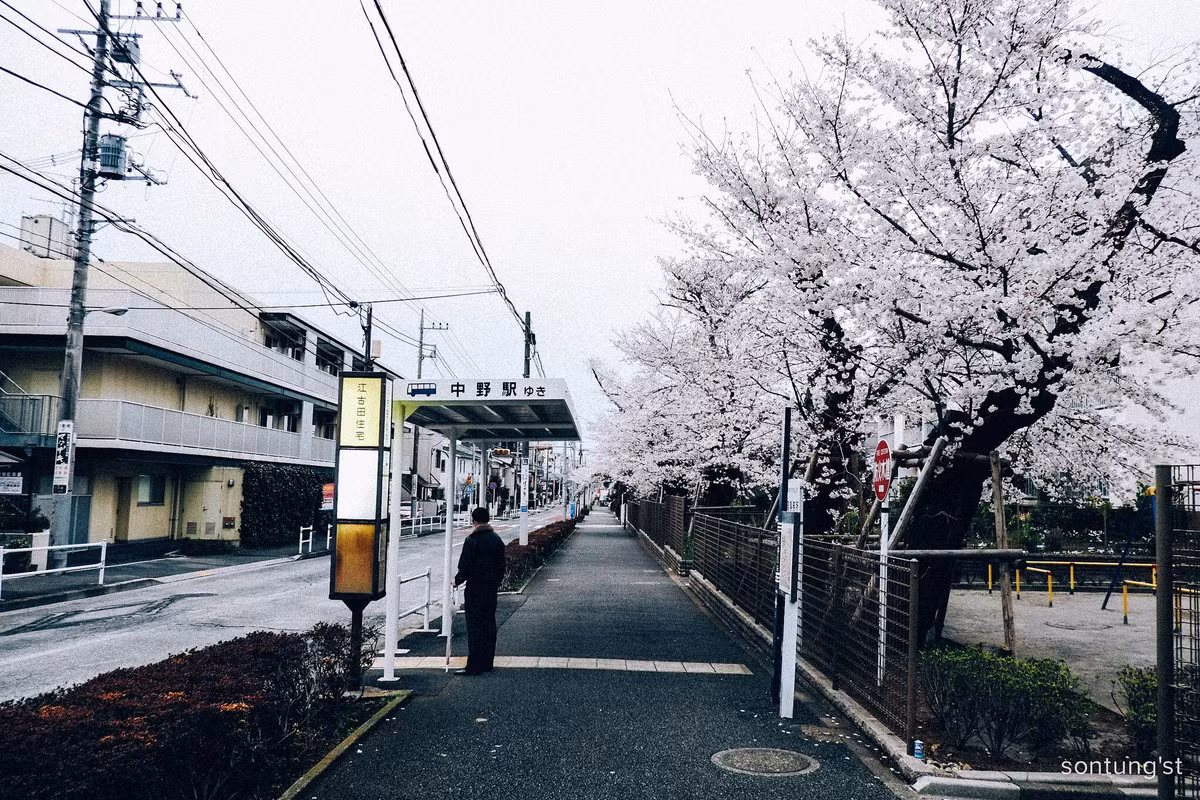 Sakura đi vào đời sống người Nhật hay những người ở Nhật như 1 điều không thể thiếu, không phải quốc hoa như cúc vàng, ấy thế mà ai cũng chờ, cũng đợi, cũng ngắm chúng hàng năm với những buổi hanami dưới tán cây hồng.