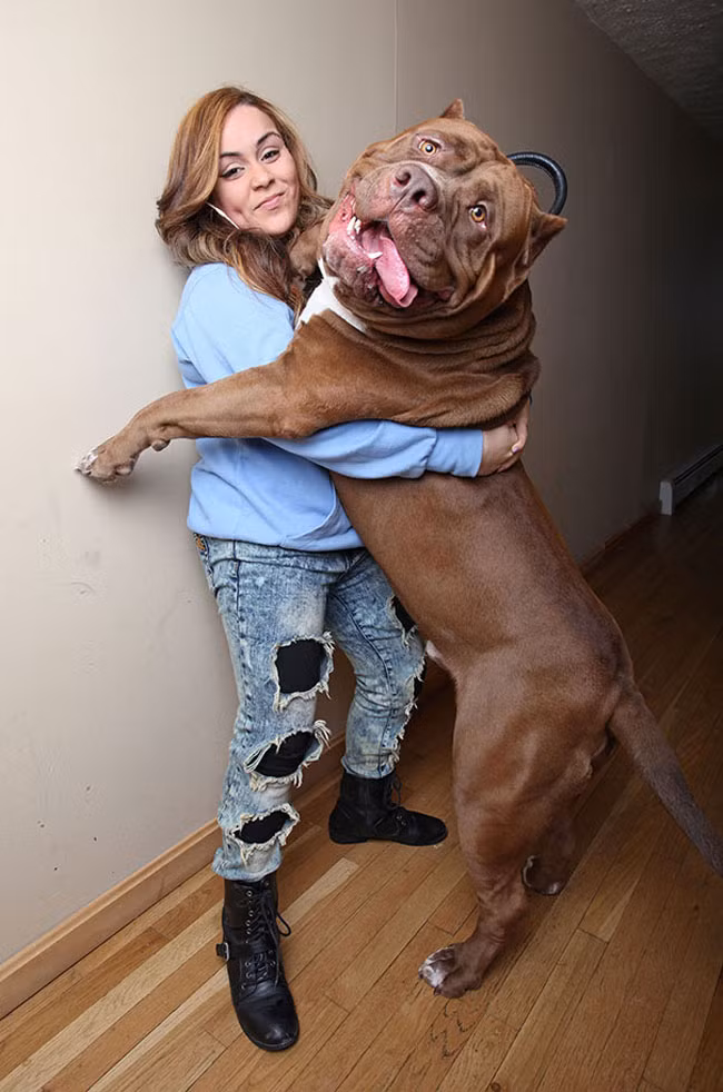 Chú chó Pitbull, Hulk có cân nặng“khủng” nhất thế giới, 78,5kg (173 pounds).