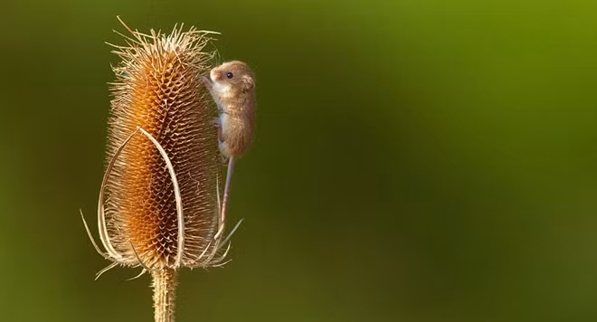 Bức ảnh cho thấy rõ sự tí hon của chú chuột này.