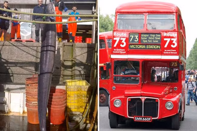 Lươn cao hơn xe bus 2 tầng được ví như “quái vật khổng lồ” mà các ngư dân Anh đã đánh bắt được trên tàu cá mang tên Hy vọng.