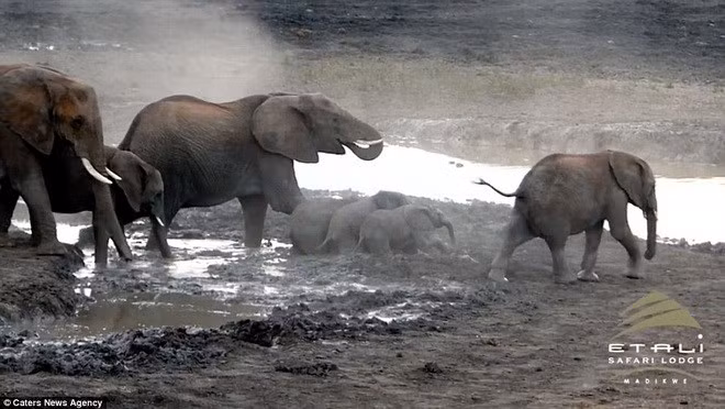 "Với những du khách, đó là khoảnh khắc khó quên bởi họ rất ít khi thấy điều đó", Potgieter chia sẻ.