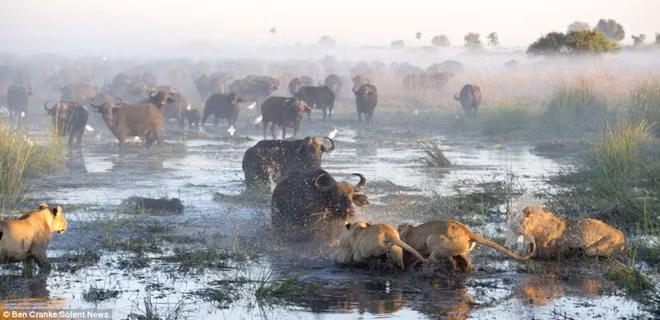 Khi bầy trâu rừng đang gặm cỏ và uống nước ở một vũng lầy ở Okavango Swamps, Botswana, những con sư tử đói bất ngờ xuất hiện và ra sức đánh tung chiêu khiến bầy trâu rừng hoảng loạn, rồi chờ con vật nào sơ hở để tấn công.