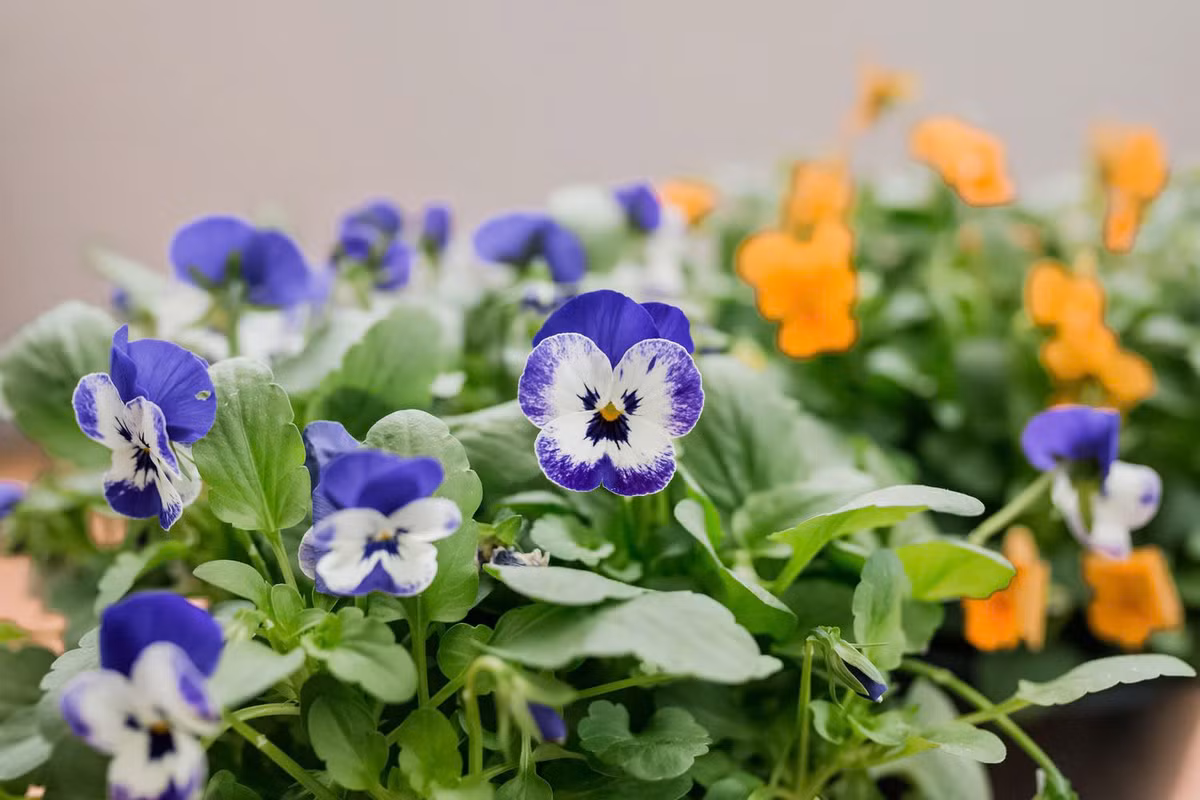 Hoa bướm Viola có nhiều màu, dễ trồng, dễ chăm cũng được nhiều người lựa chọn để phát triển khu vườn mùa xuân. Hoa viola có thể phát triển tốt trong điều kiện thời tiết, thỗ nhưỡng khắc nghiệt, song nếu bạn cung cấp giá thể đất tốt, nước vừa đủ, cây có thể phát triển thành bụi nhỏ.