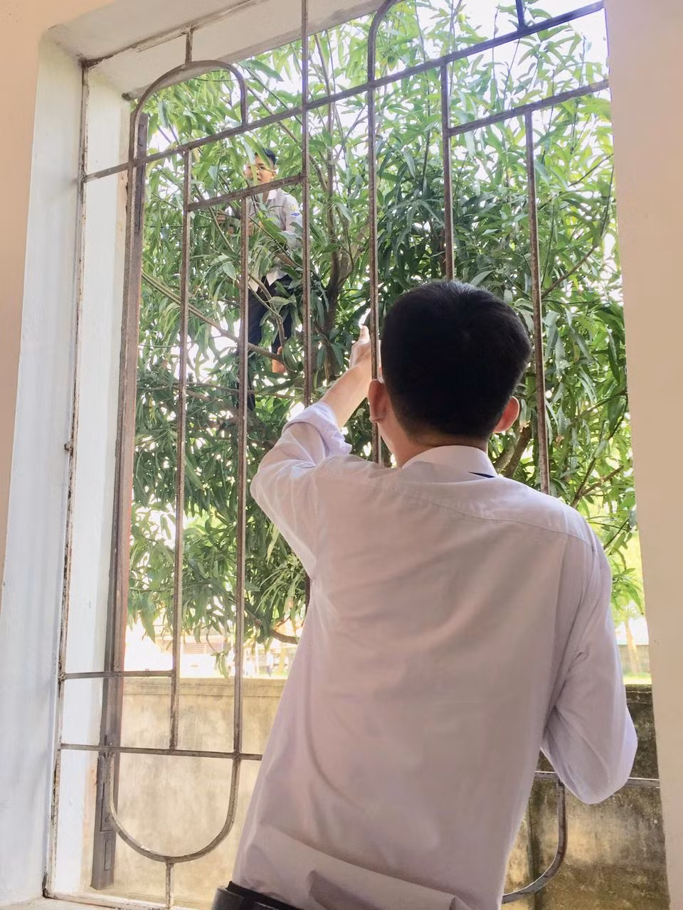Mùa hè, mùa của những loại quả và còn là mùa tung hoành của các cô cậu học sinh, sinh viên khi mùa xoài nở rộ khắp sân trường. Ảnh: Trường Người Ta