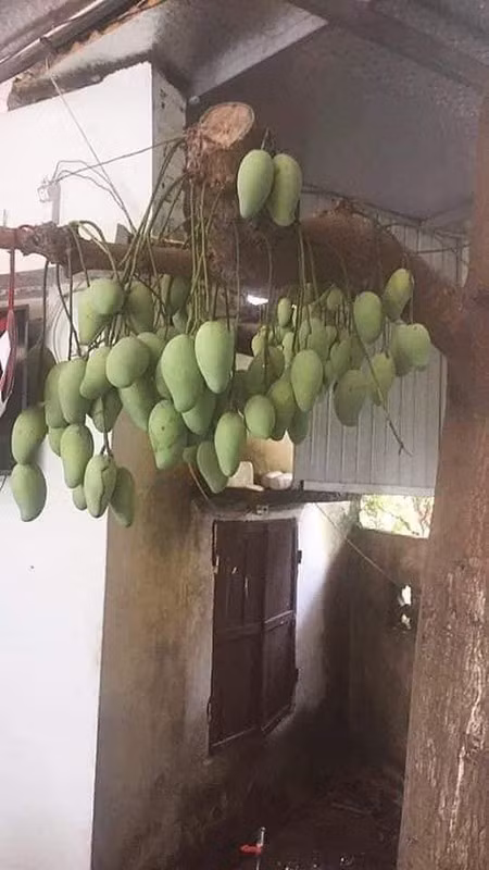Đã mọc trong nhà và bị chặt cụt hết cành, nhưng bằng sức sống kỳ diệu nào đó, cây xoài đặc biệt này vẫn ra quả chi chít trĩu cả thân cây.