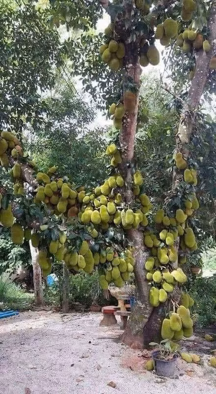 Ngoài cây xoài, cây mít cũng là loài cây dễ dàng mọc sai quả nếu đủ điều kiện thuận lợi.