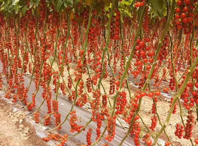 Những quả cà chua mọng nước, mọc xum xuê từ gốc lên ngọn khiến ai cũng thích thú.