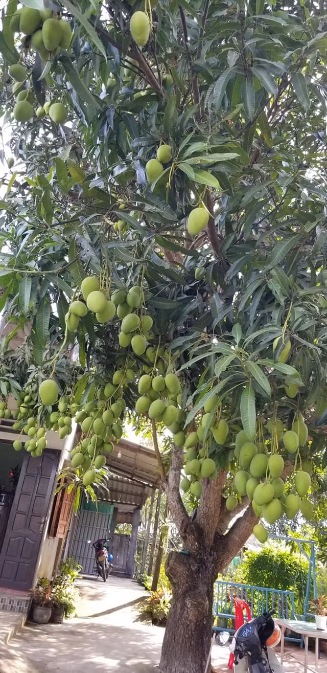 Theo hình ảnh ghi lại, cây xoài mắn đẻ này thân cây không quá lớn, các tán lá cành lá cũng không quá xum xuê nhưng lại vô cùng sai trái đến nỗi làm nặng trĩu cả cành cây.