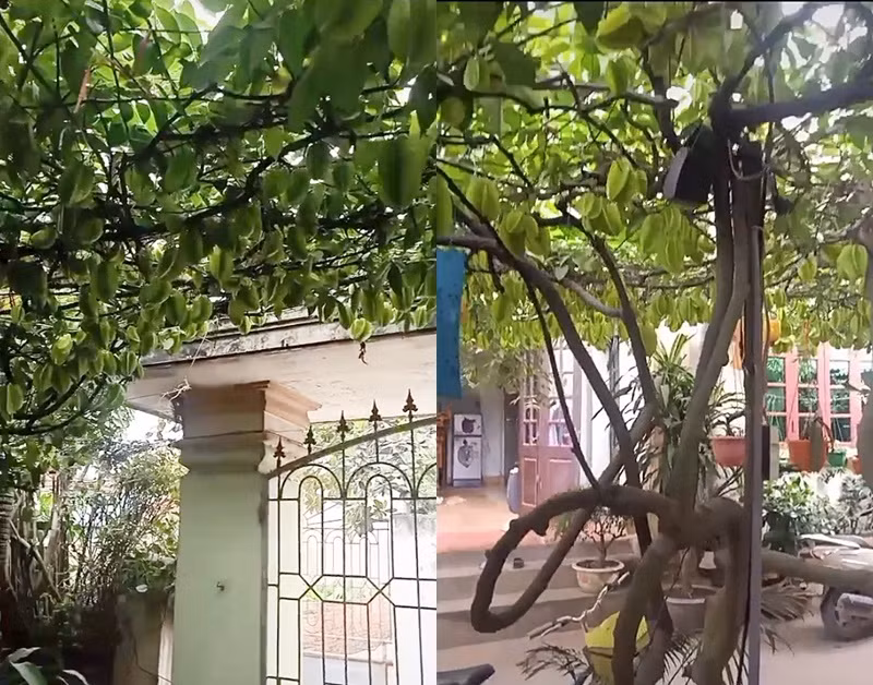 Không chỉ có cây xoài ở trên, mà trước đây cũng đã xuất hiện nhiều cạnh tượng xum xuê, nặng trĩu cành như vậy.