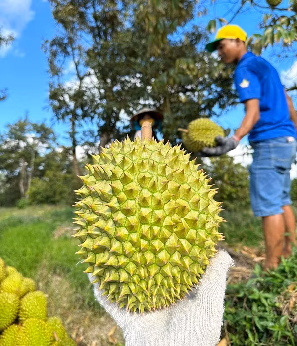 Rộ mùa đụng hàng Thái tại Trung Quốc, giá sầu riêng Việt lao dốc - Hình 2 Ro mua dung hang Thai tai Trung Quoc, gia sau rieng Viet lao doc-Hinh-2