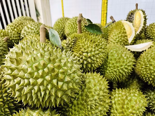 Rộ mùa đụng hàng Thái tại Trung Quốc, giá sầu riêng Việt lao dốc Ro mua dung hang Thai tai Trung Quoc, gia sau rieng Viet lao doc